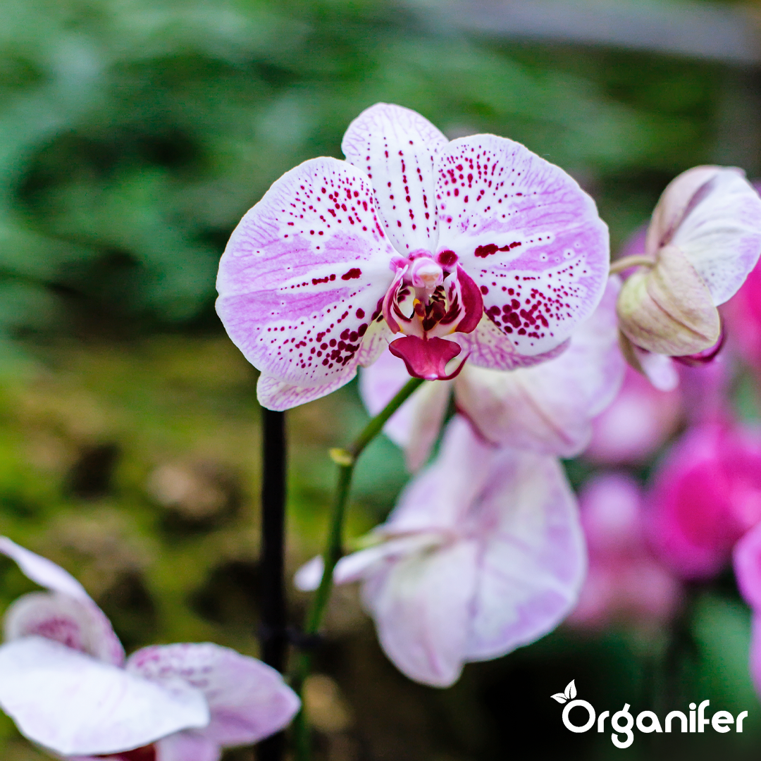 organifer-phalaenopsis-liquid-fertiliser-