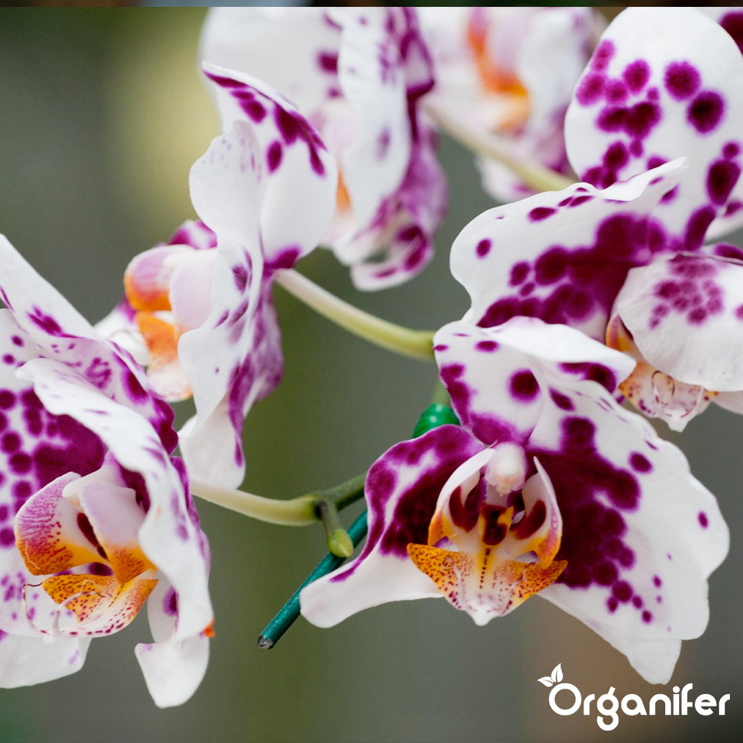 organifer-phalaenopsis-liquid-fertiliser-