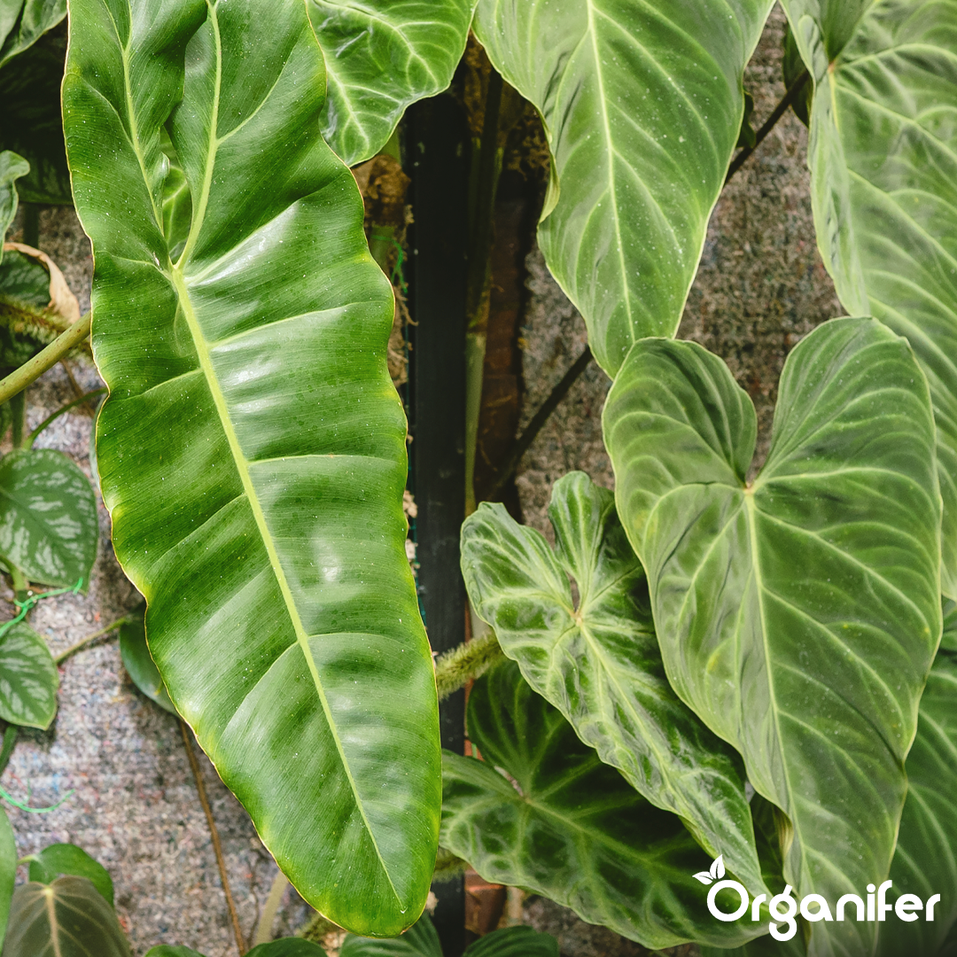 Organifer