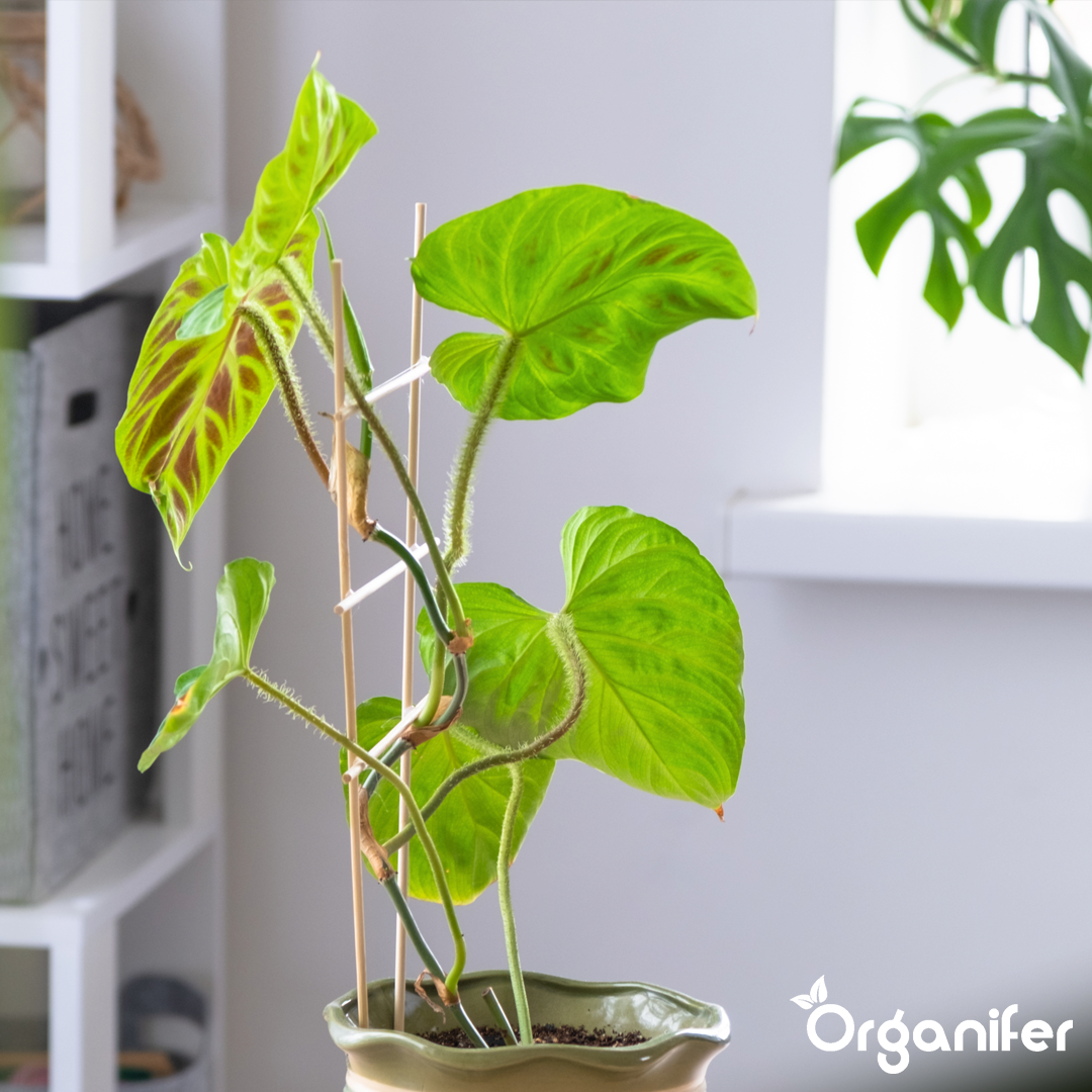 organifer-philodendron_liquid-fertiliser