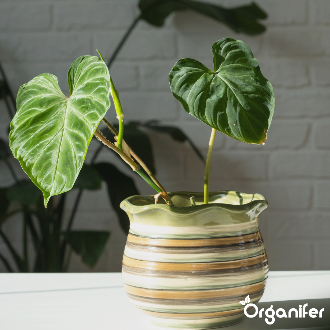 organifer-philodendron_liquid-fertiliser
