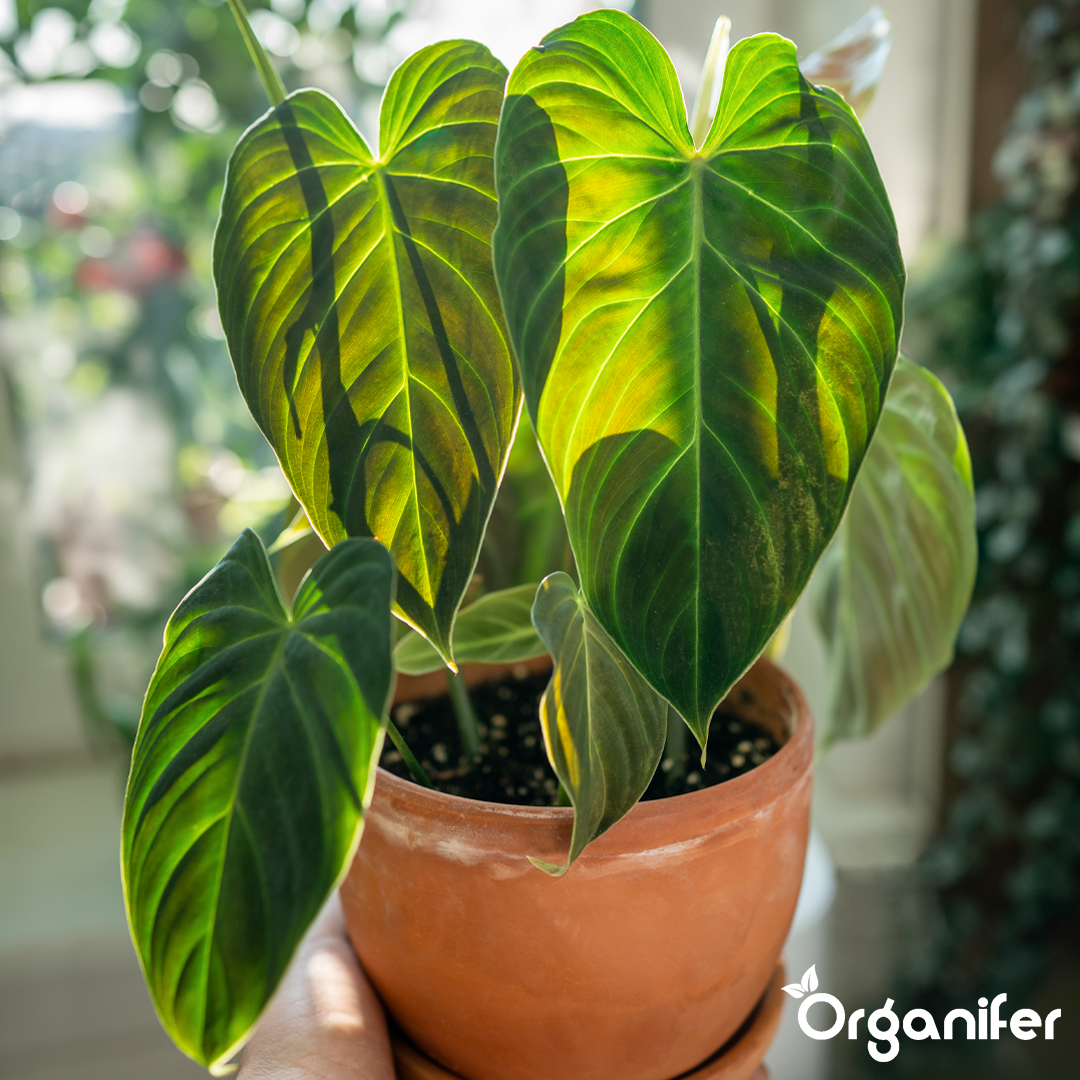 organifer-philodendron_-liquid-fertiliser