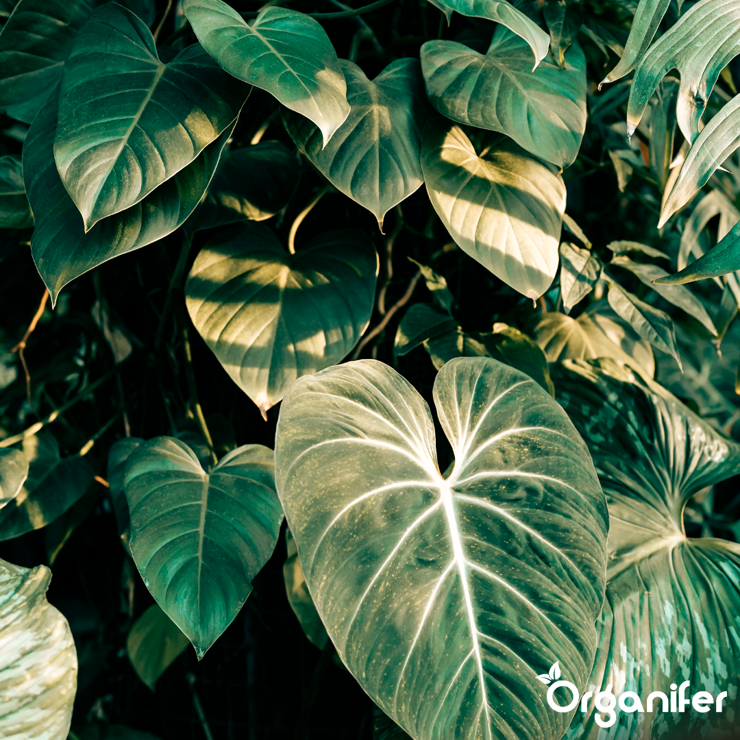 organifer-philodendron_-liquid-fertiliser
