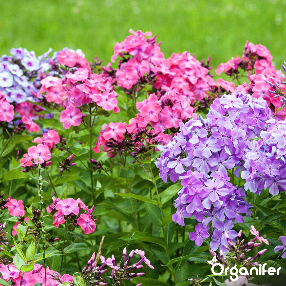 organifer-phlox-liquid-fertiliser