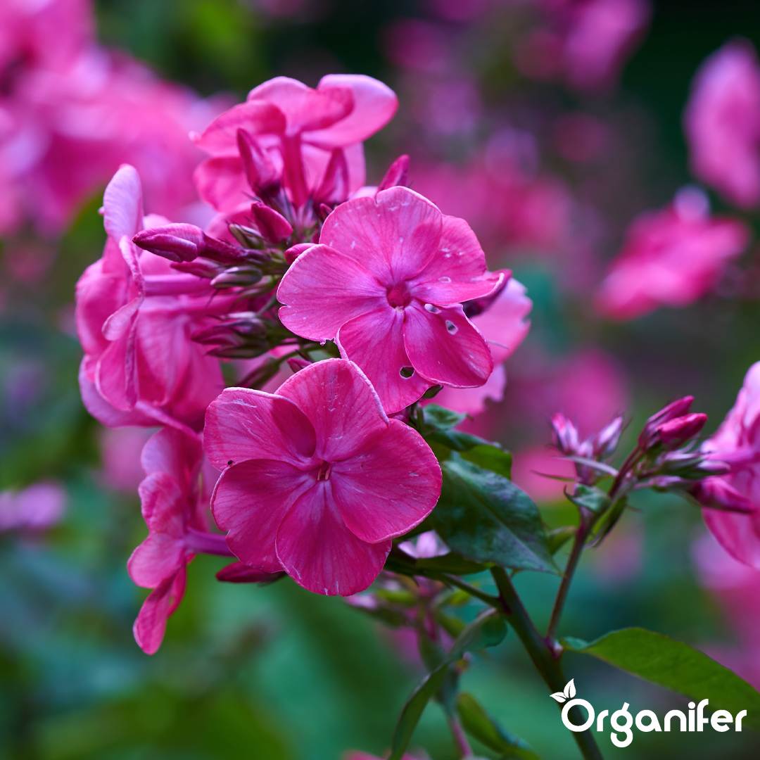 organifer-phlox-liquid-fertiliser