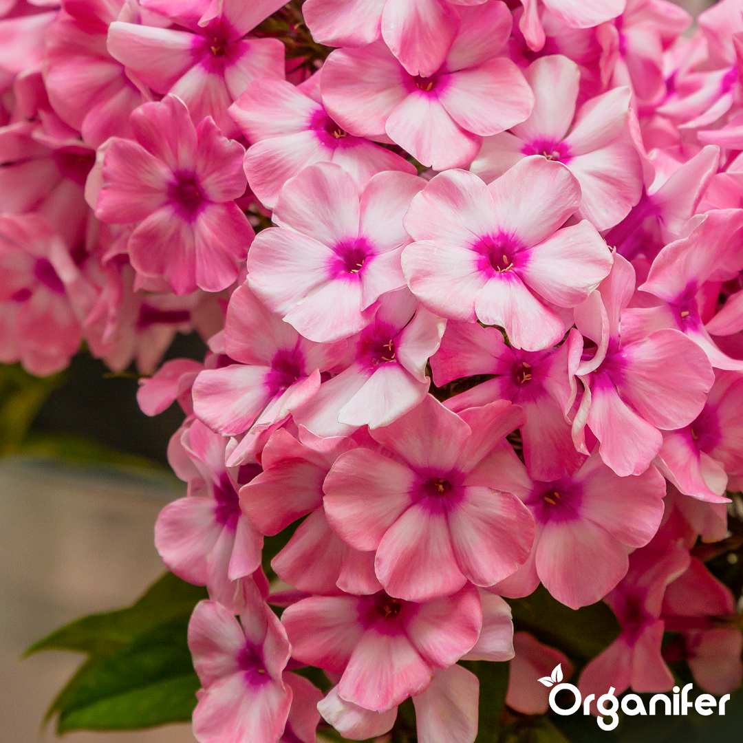 Organifer