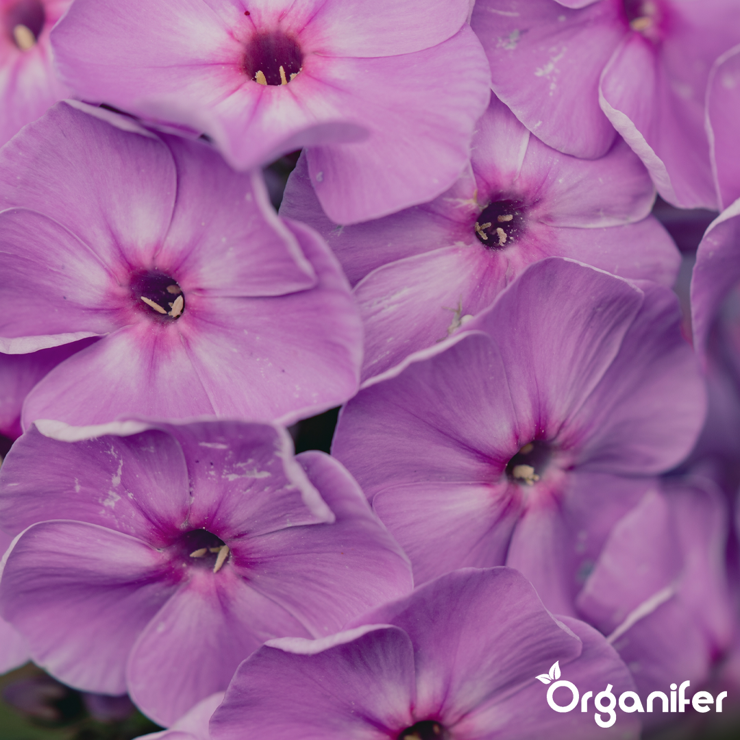 organifer-phlox-liquid-fertiliser