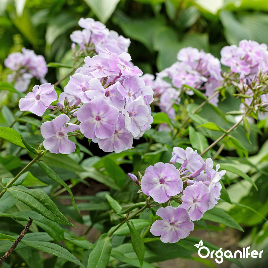 organifer-phlox-liquid-fertiliser