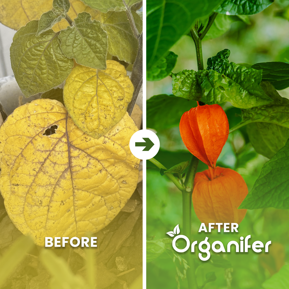 organifer-physalis-liquid-fertiliser-before_after