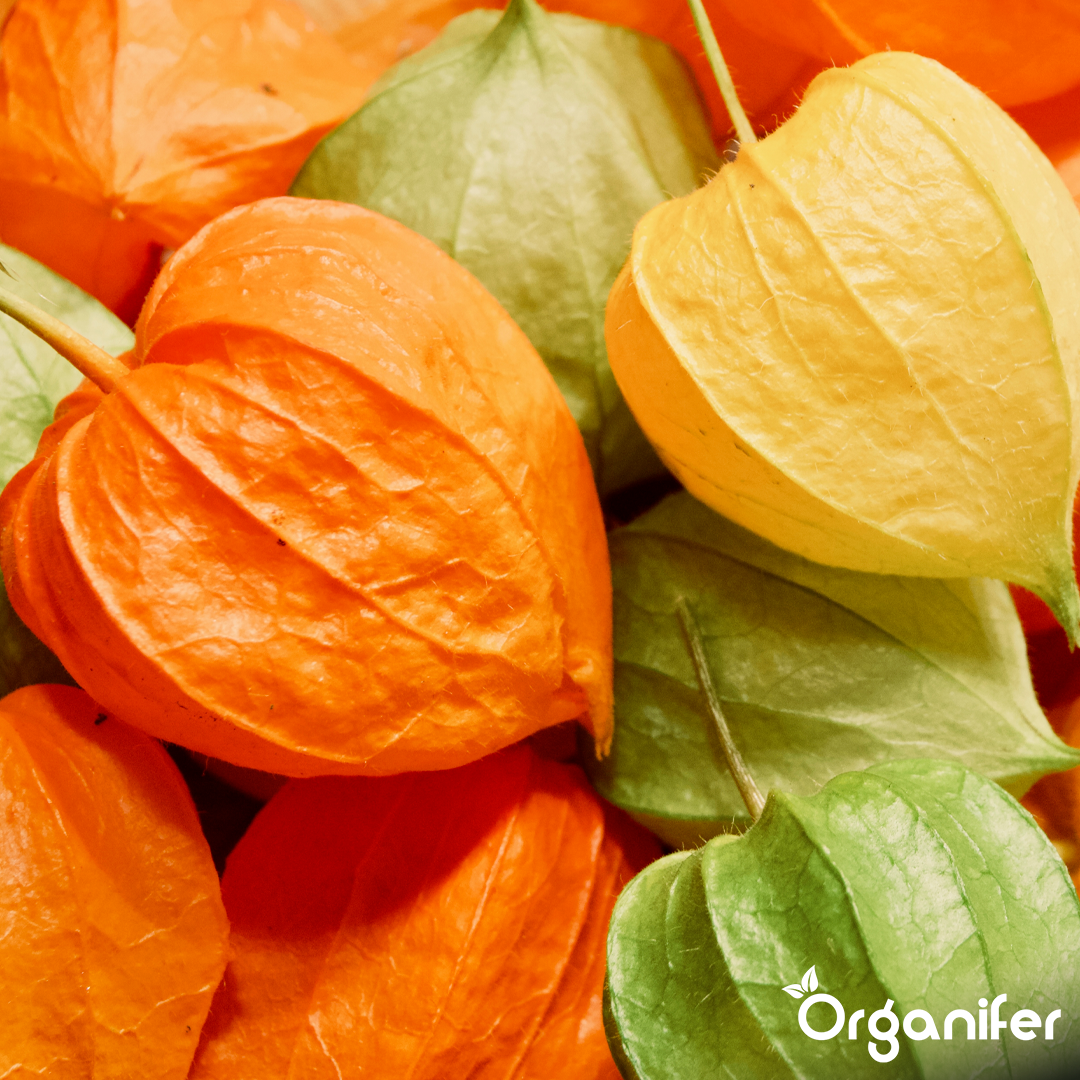 organifer-physalis-liquid-fertiliser-1l