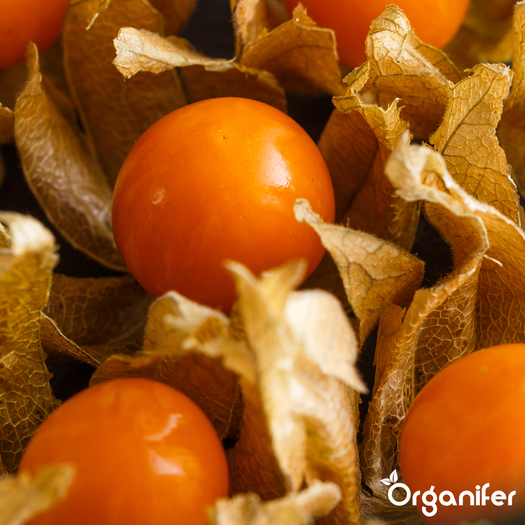 organifer-physalis-liquid-fertiliser-1l