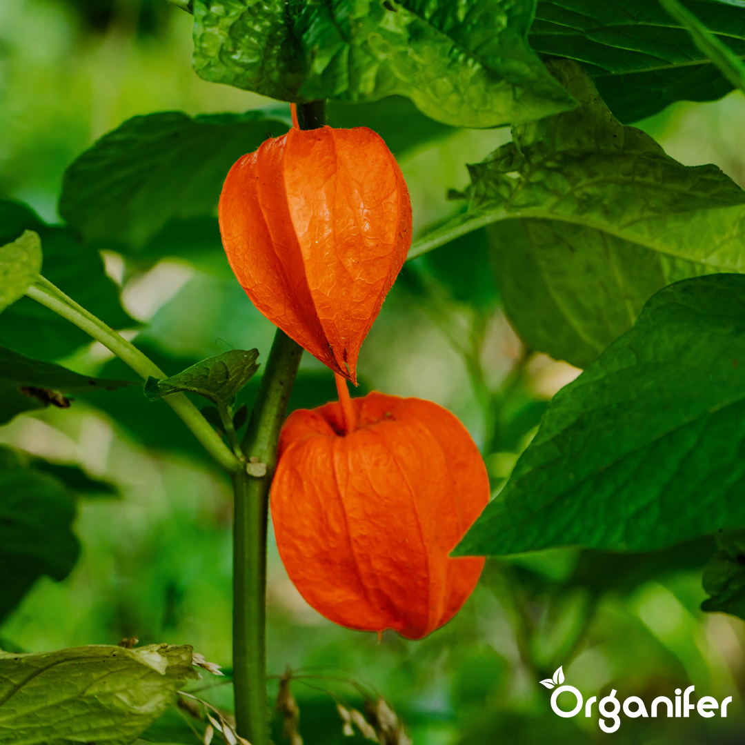 organifer-physalis-liquid-fertiliser-1l