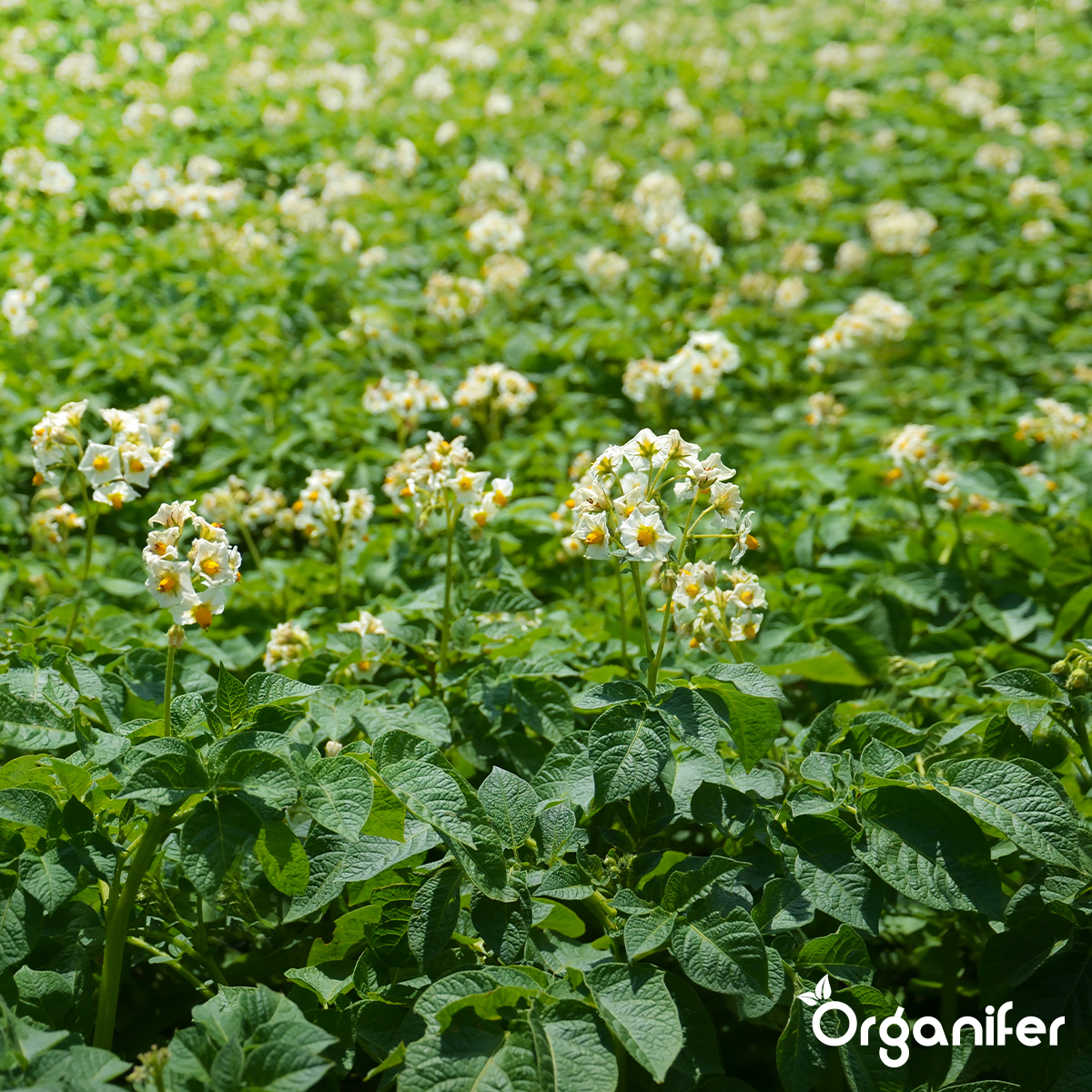 Organifer Phytophthora Concentrate - 1000 ml for 1000 m2 8719958998629 9