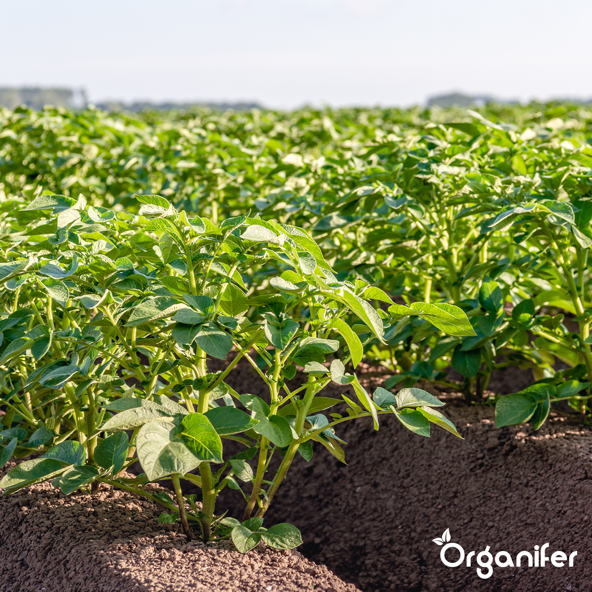Organifer Phytophthora Concentrate - 5 l for 5000 m2 8719958994508 10