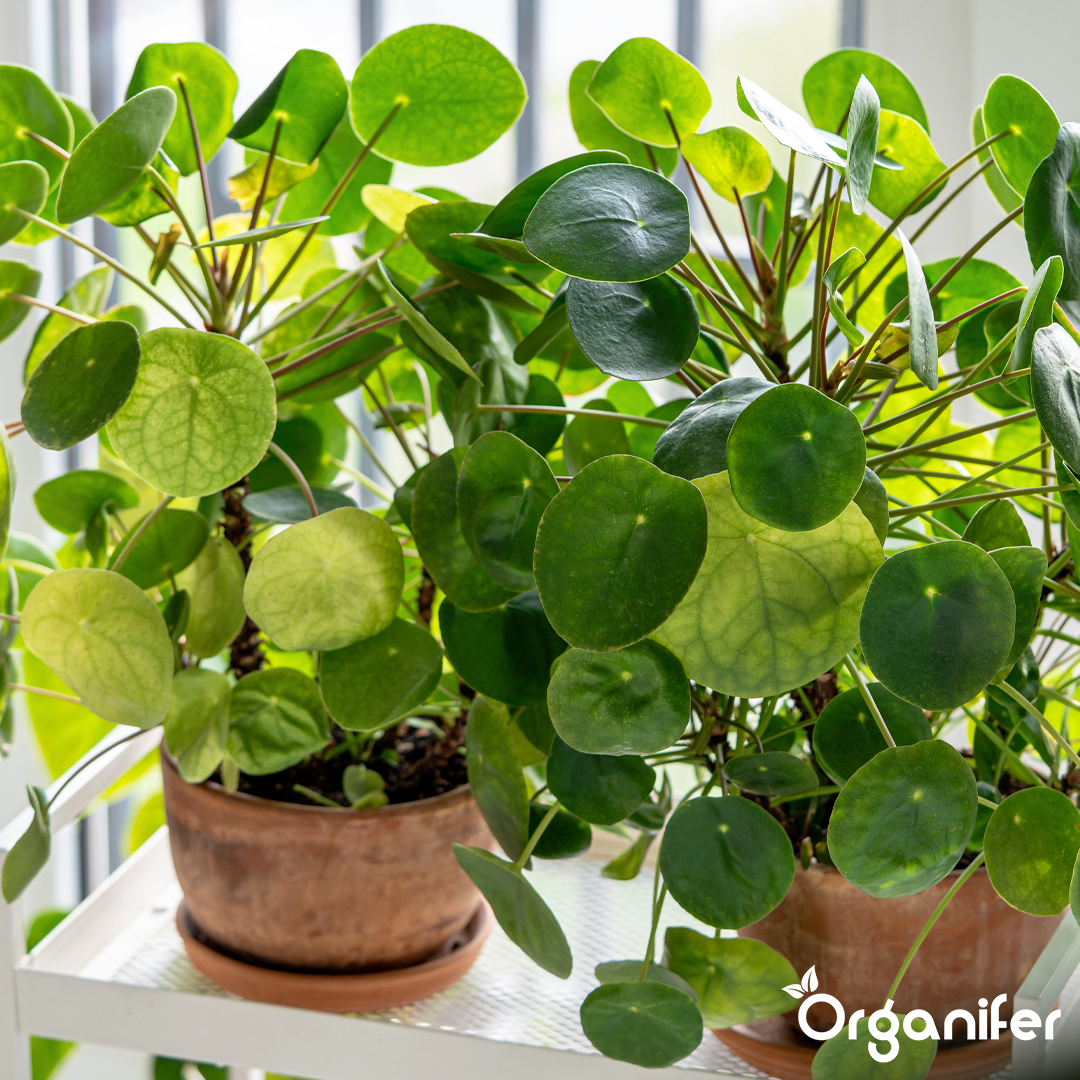 Organifer