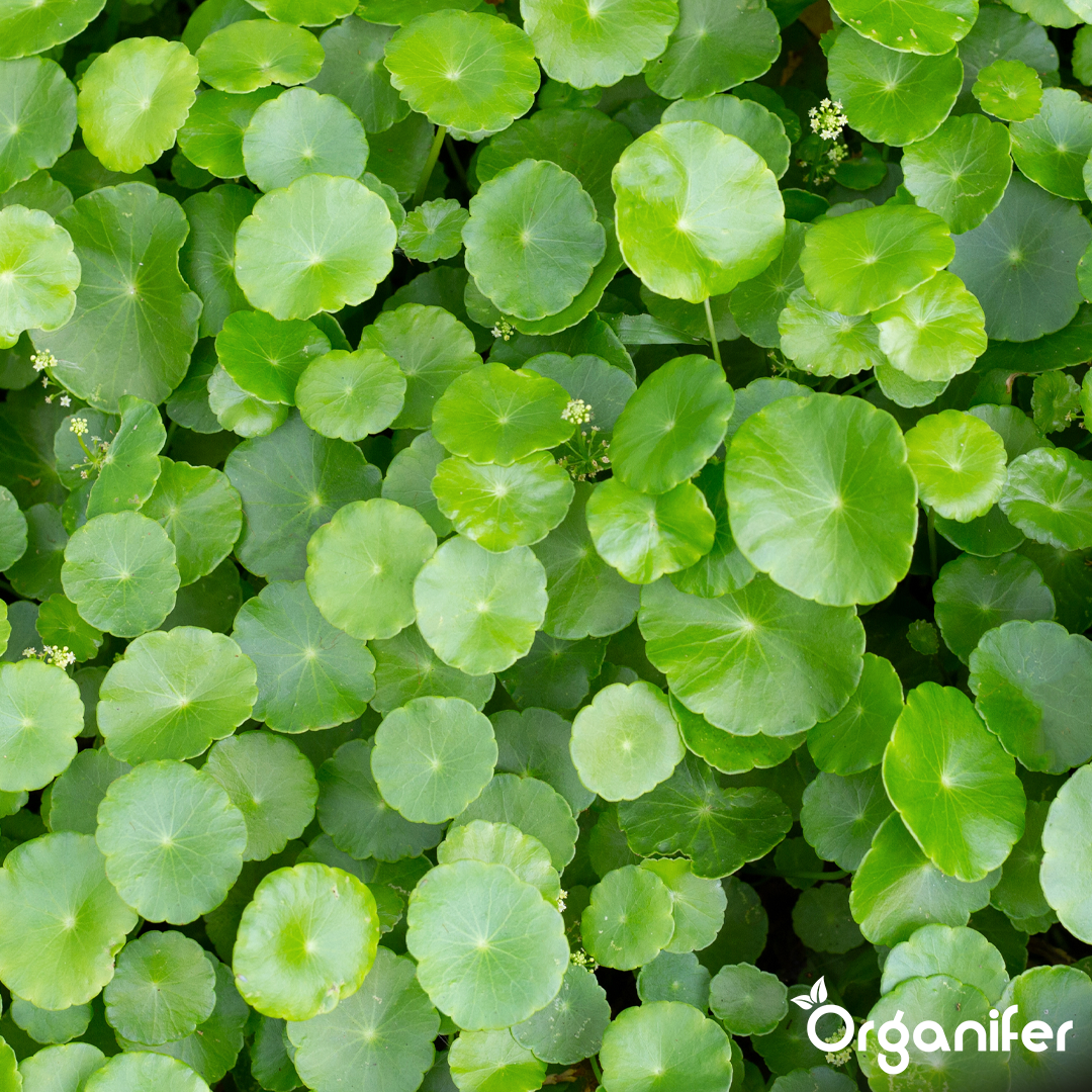 organifer-pilea-liquid-fertiliser-1-liter