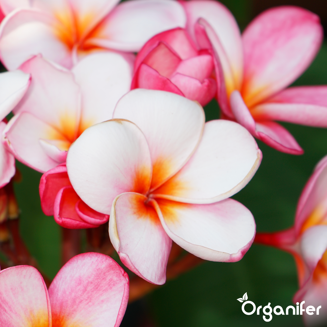 organifer-liquid-fertiliser-Frangipani-6