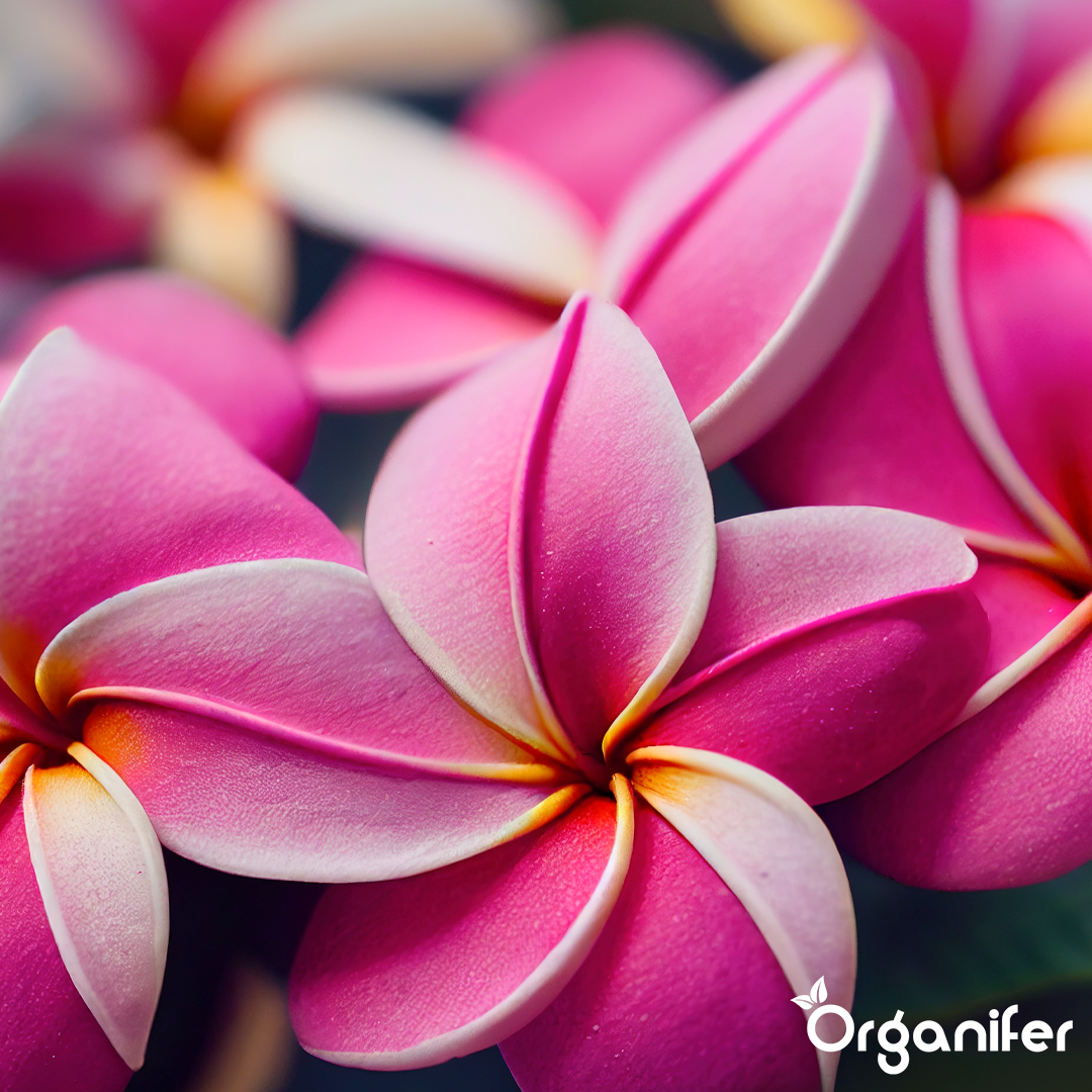 organifer-liquid-fertiliser-Frangipani-2