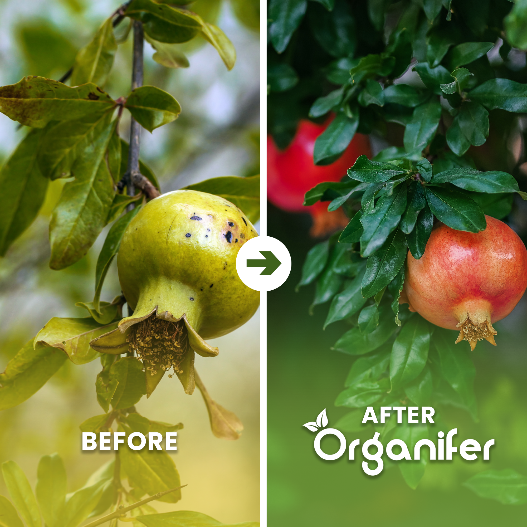 pomegranate_before_after_english