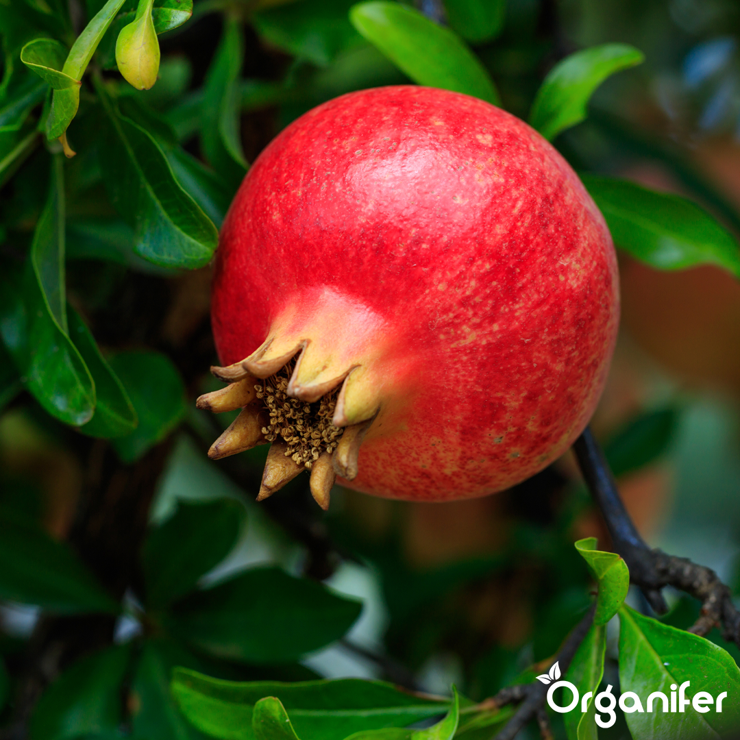 Organifer