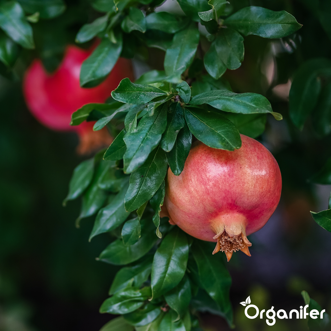 organifer-pomegranate-liquid-fertiliser-7