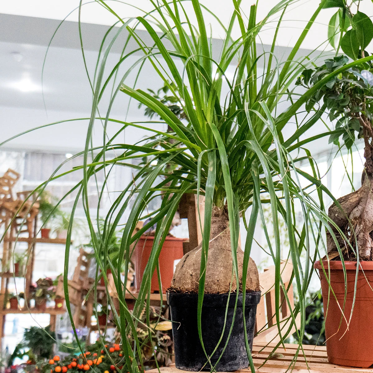 Strong Caudex Development and Structural Stability