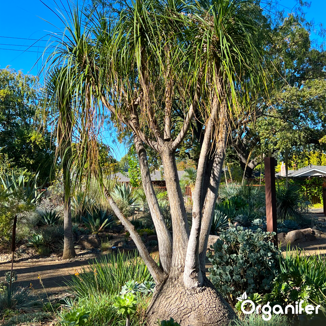 Steady Root Growth and Nutrient Uptake