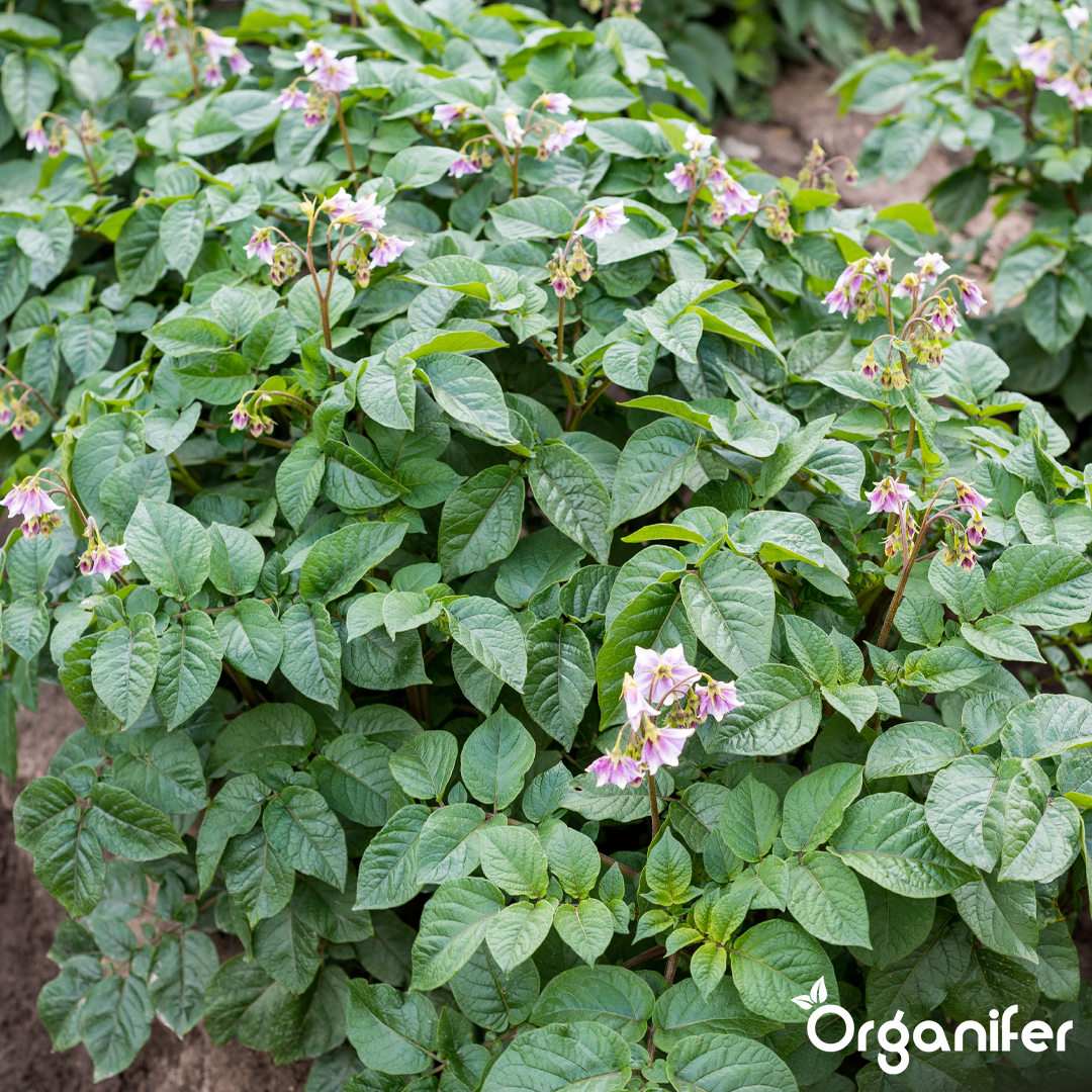 organifer-potato-liquid-fertiliser