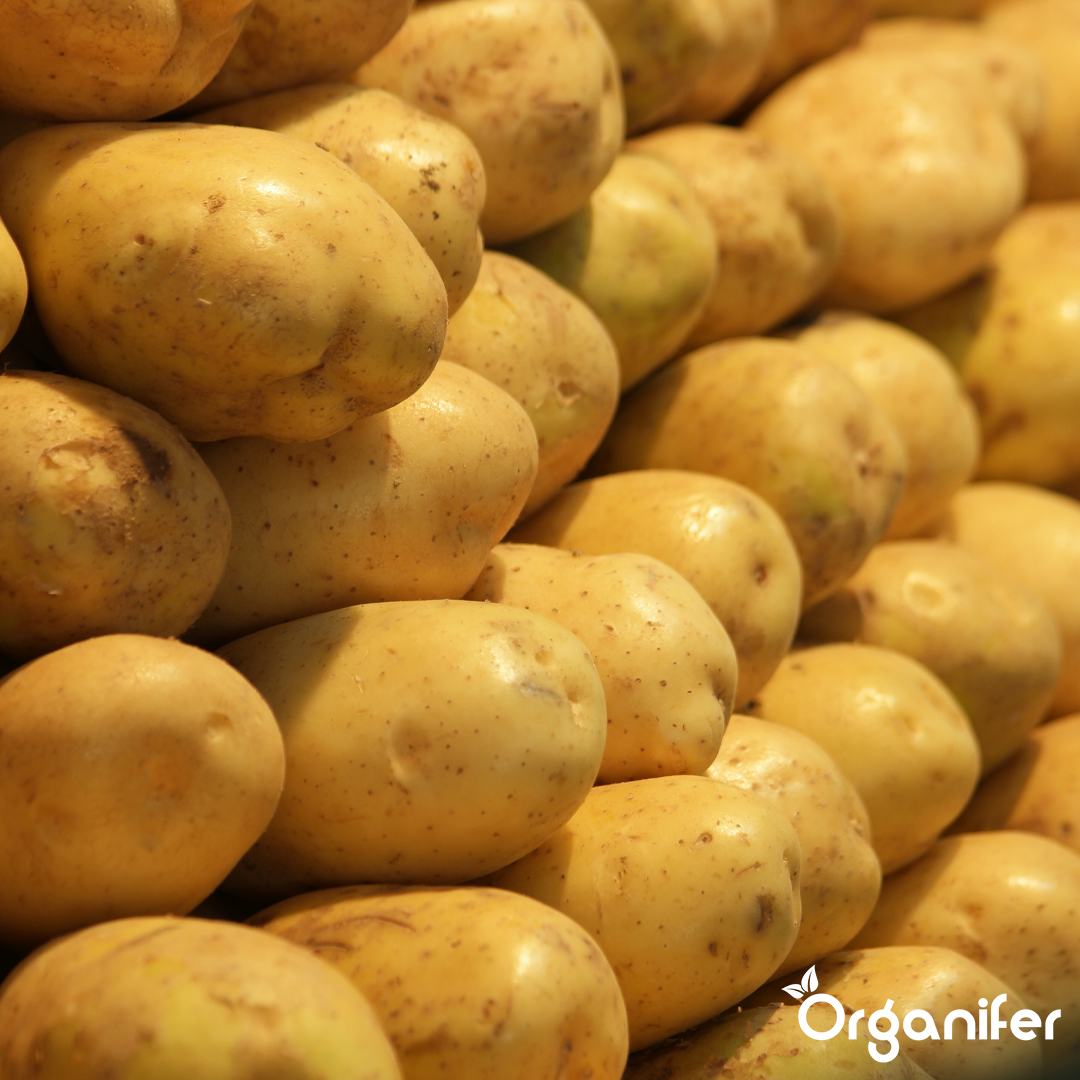 organifer-potato_liquid-fertiliser-3
