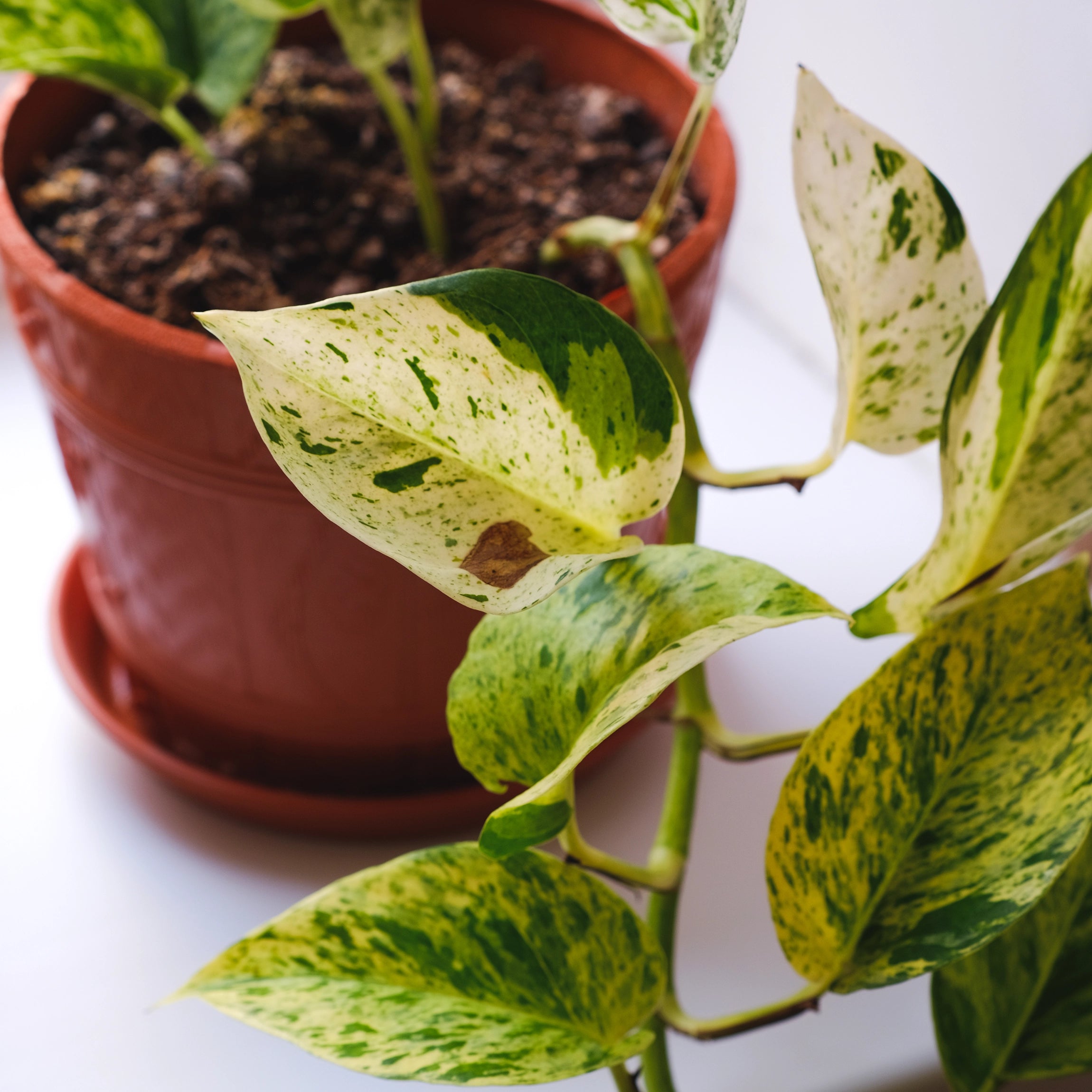 Támogatja a folyamatos szőlőnövekedést