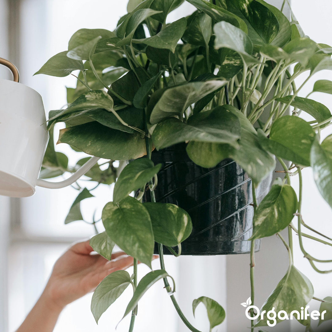 organifer-pothos-liquid-fertiliser-3