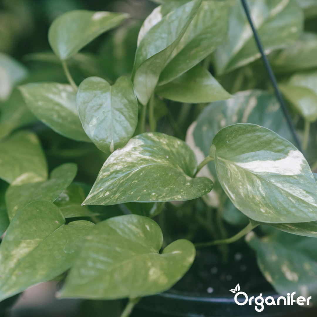 organifer-pothos-liquid-fertiliser-4