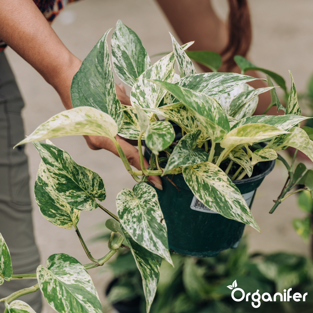 organifer-pothos-liquid-fertiliser-5