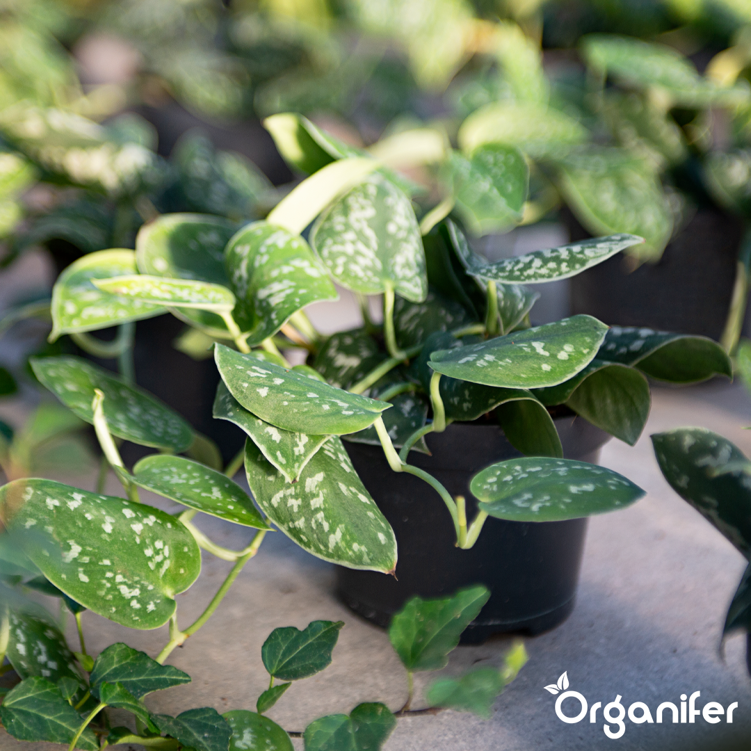 organifer-pothos-liquid-fertiliser-6
