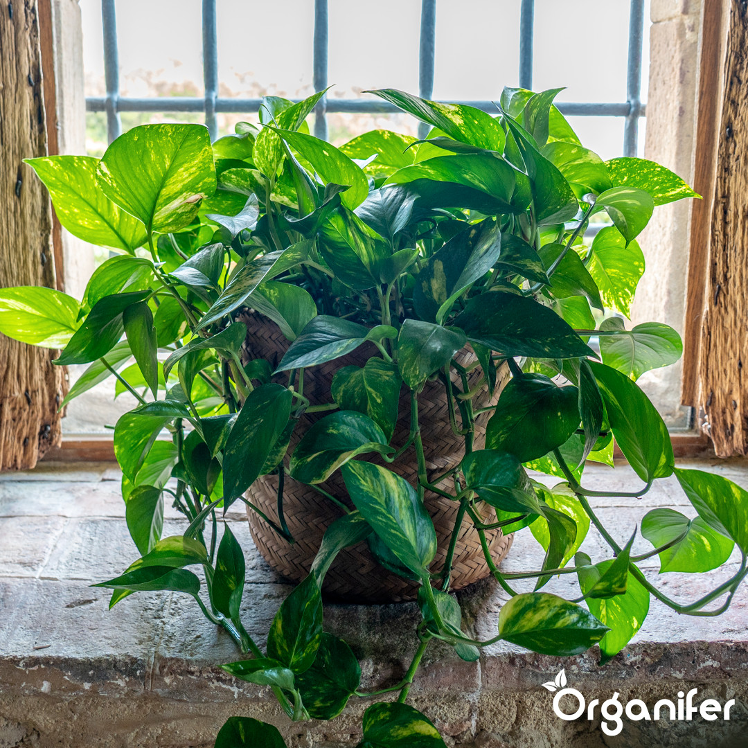 organifer-pothos-liquid-fertiliser_8