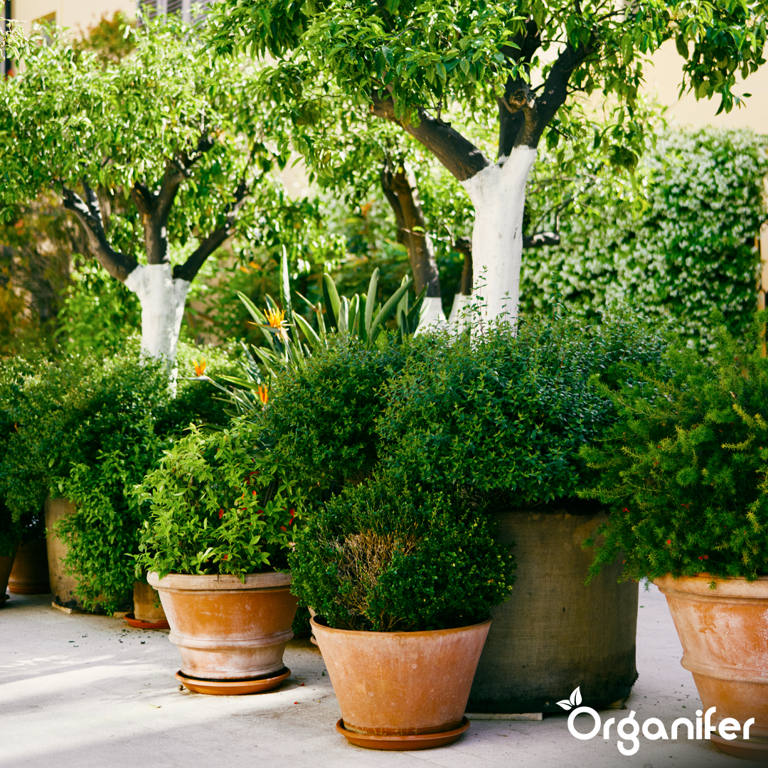 organifer-liquid-fertiliser-potted-plant-6