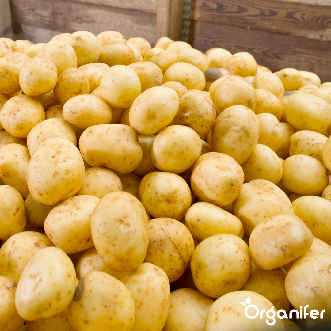 Seed Potatoes Première