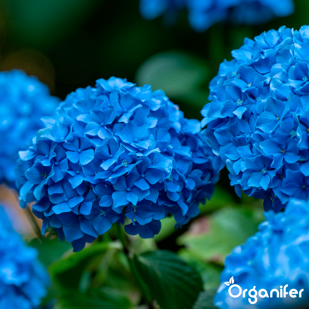 Rhododendron, Hortensia, Azalea & More Acid-Loving Plants Fertiliser 8
