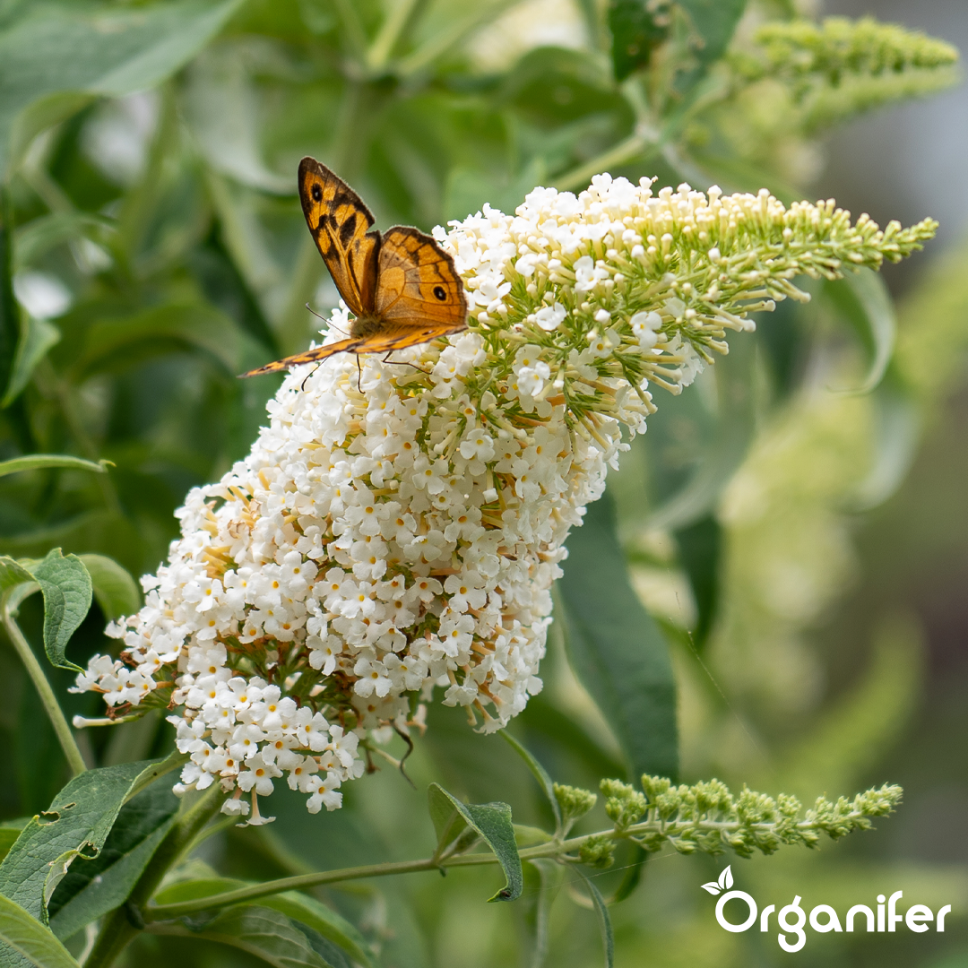 Rhododendron, Hortensia, Azalea & More Acid-Loving Plants Fertiliser 7