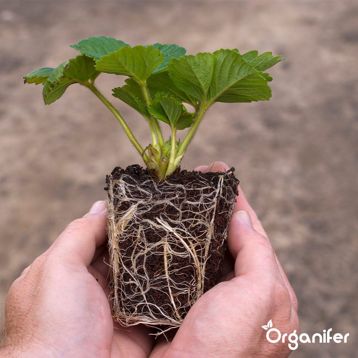 Organifer Root stimulator - Roots Power Concentrate - 250 ml 8719958998384 7