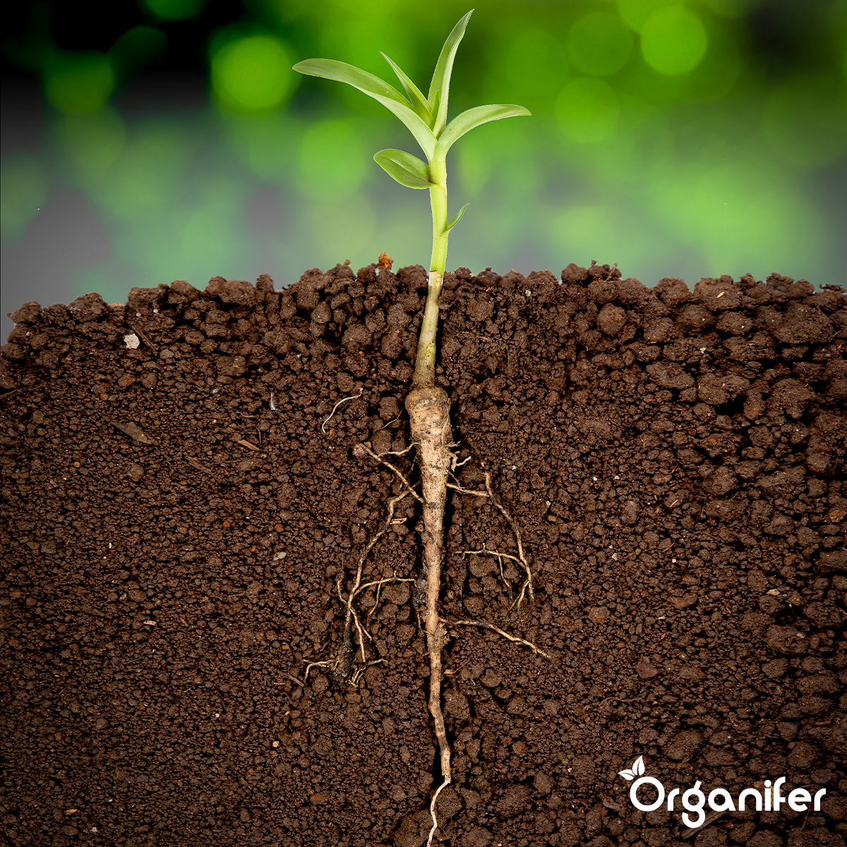 Organifer Root stimulator - Roots Power Concentrate - 5 litres 8719958995628 6