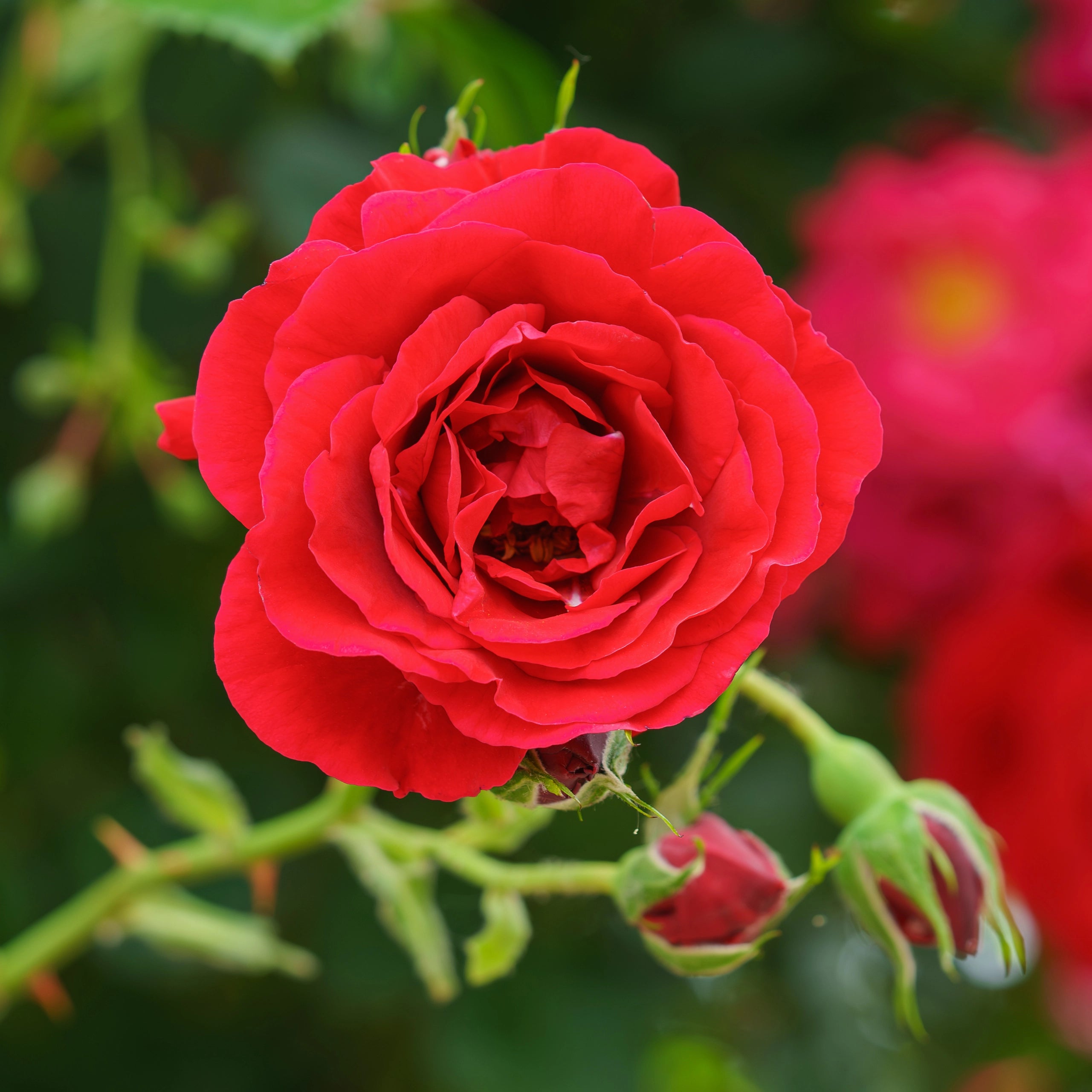 Edistää nuppujen muodostumista ja kukkien kokoa