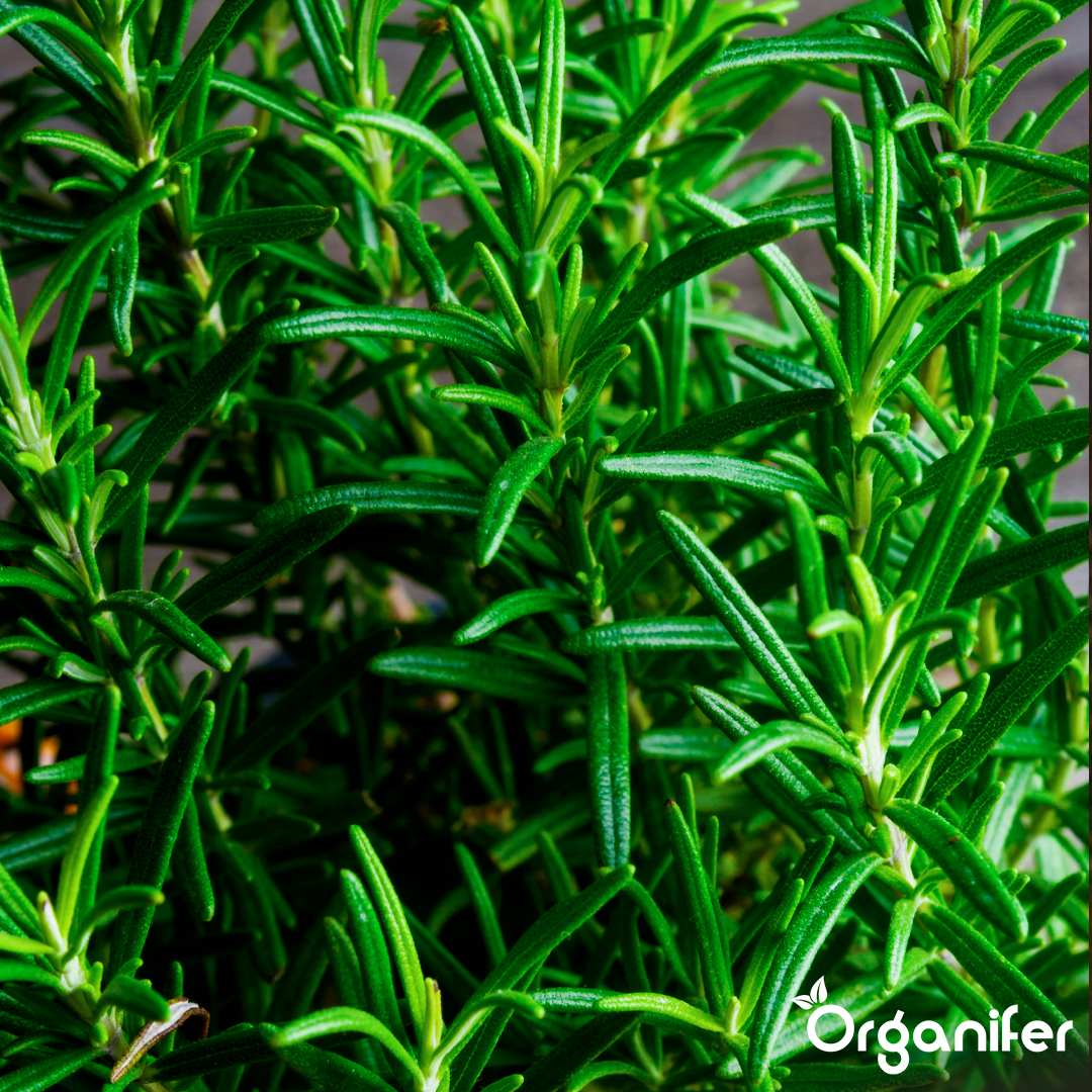 organifer-liquid-fertiliser-rosemary-1