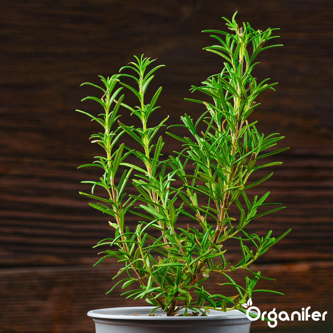 organifer-liquid-fertiliser-rosemary-2