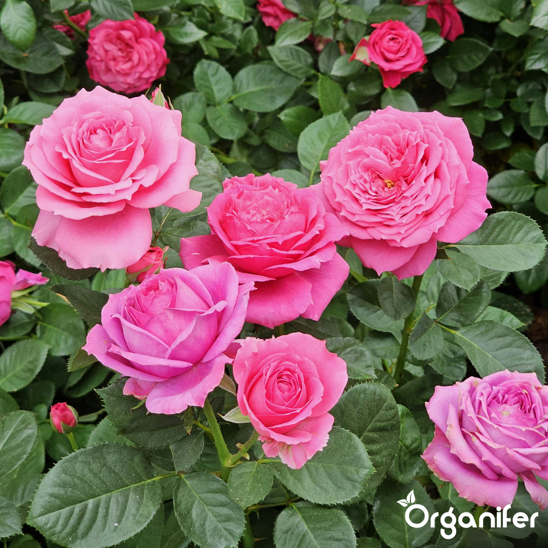Roses & Flowers Fertiliser 7
