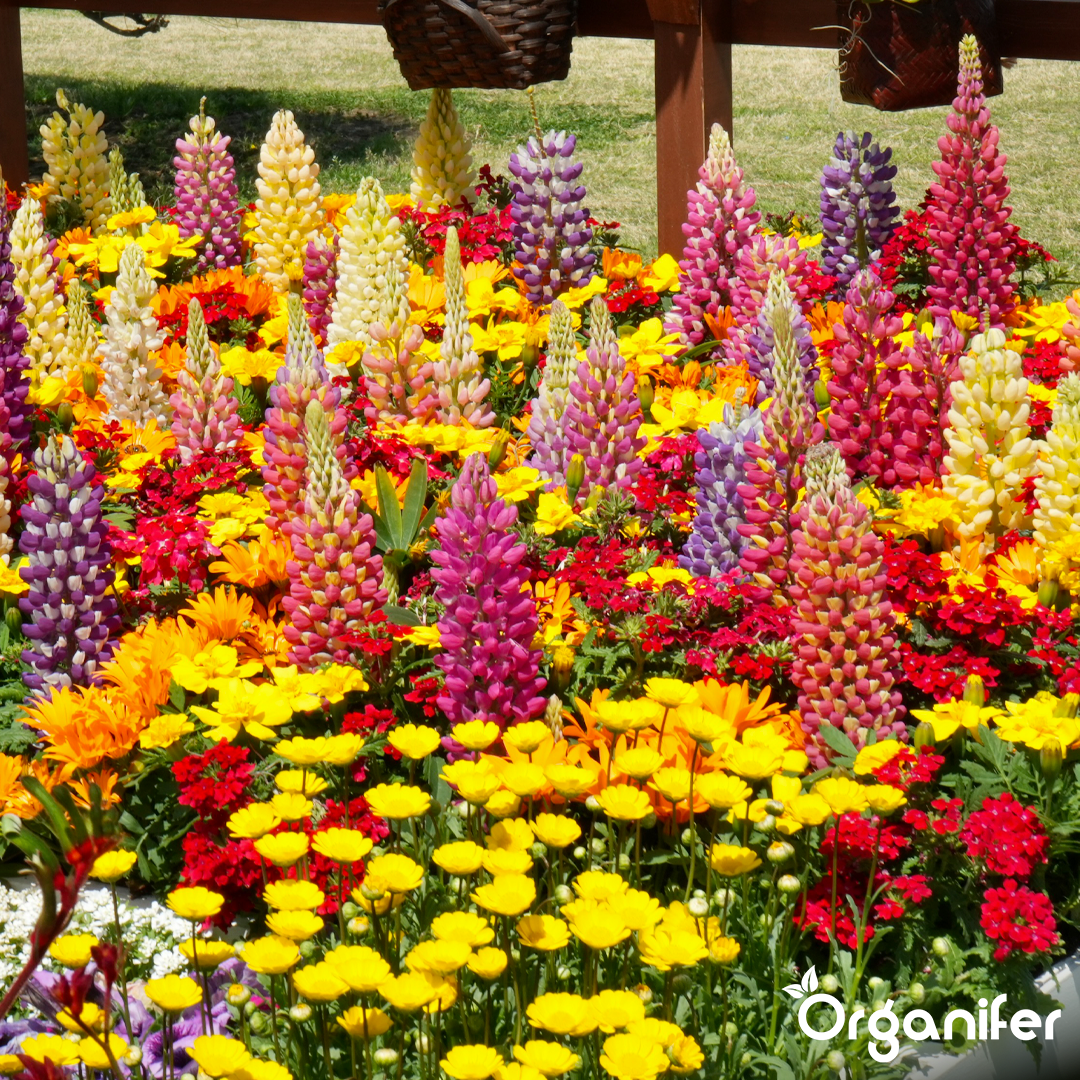 Roses & Flowers Fertiliser 6