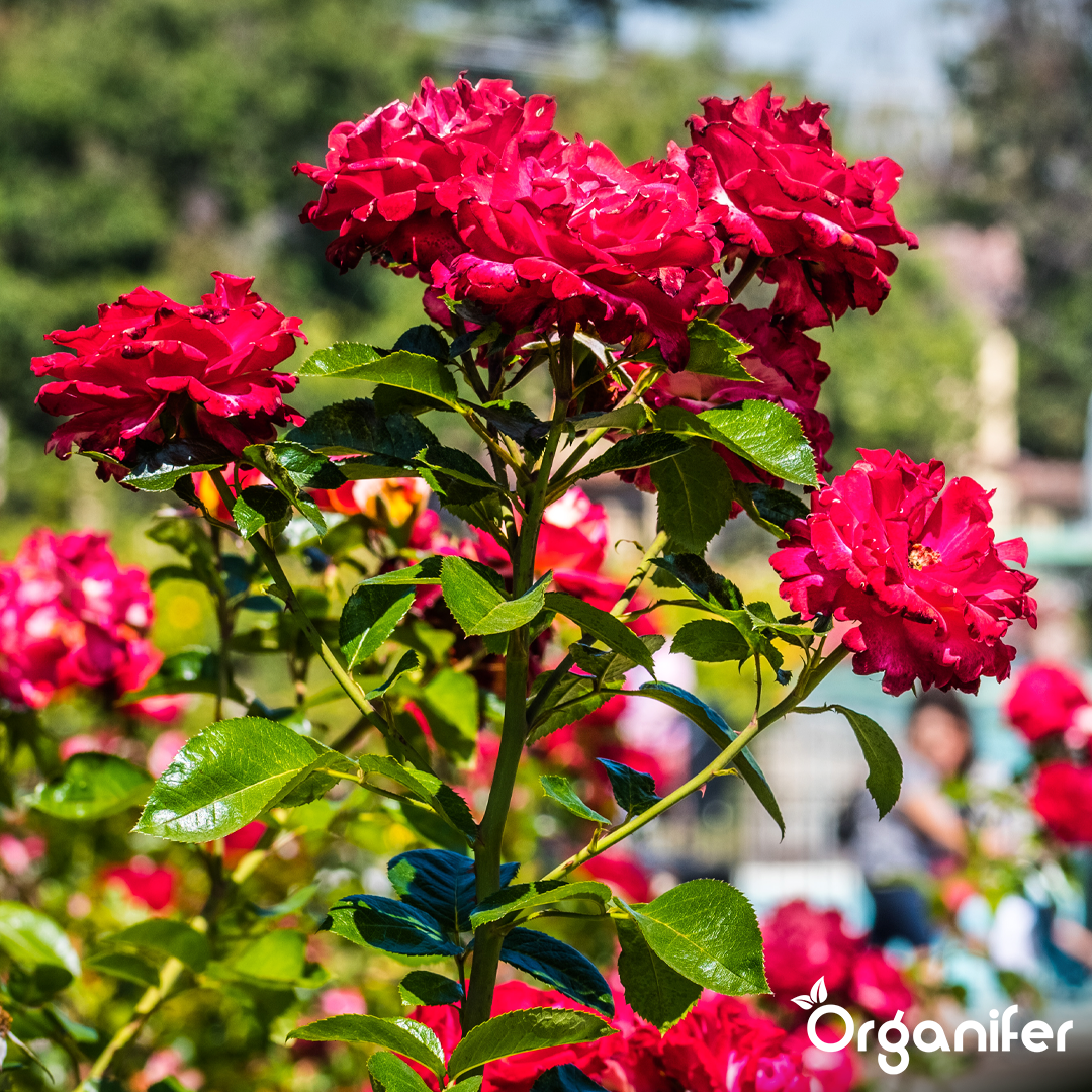 Roses & Flowers Fertiliser 2