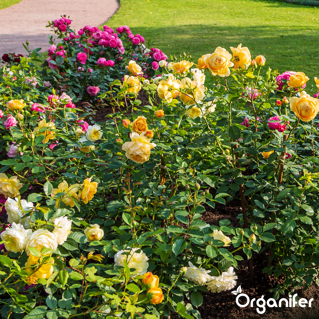 Roses & Flowers Fertiliser 13