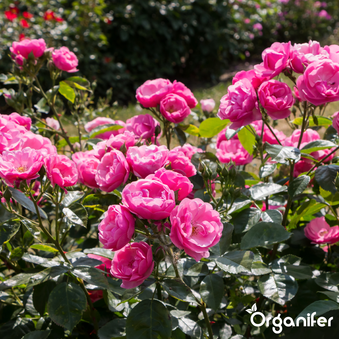 Roses & Flowers Fertiliser 11