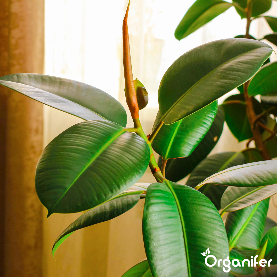 organifer-rubber-tree-liquid-fertiliser